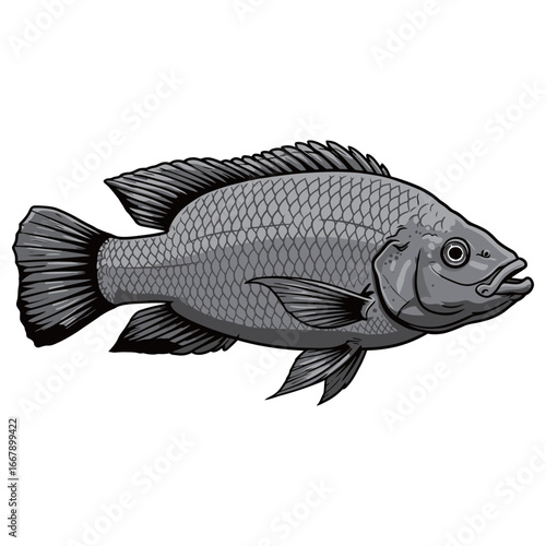 black and white silhouette vector of tilapia fish with white background