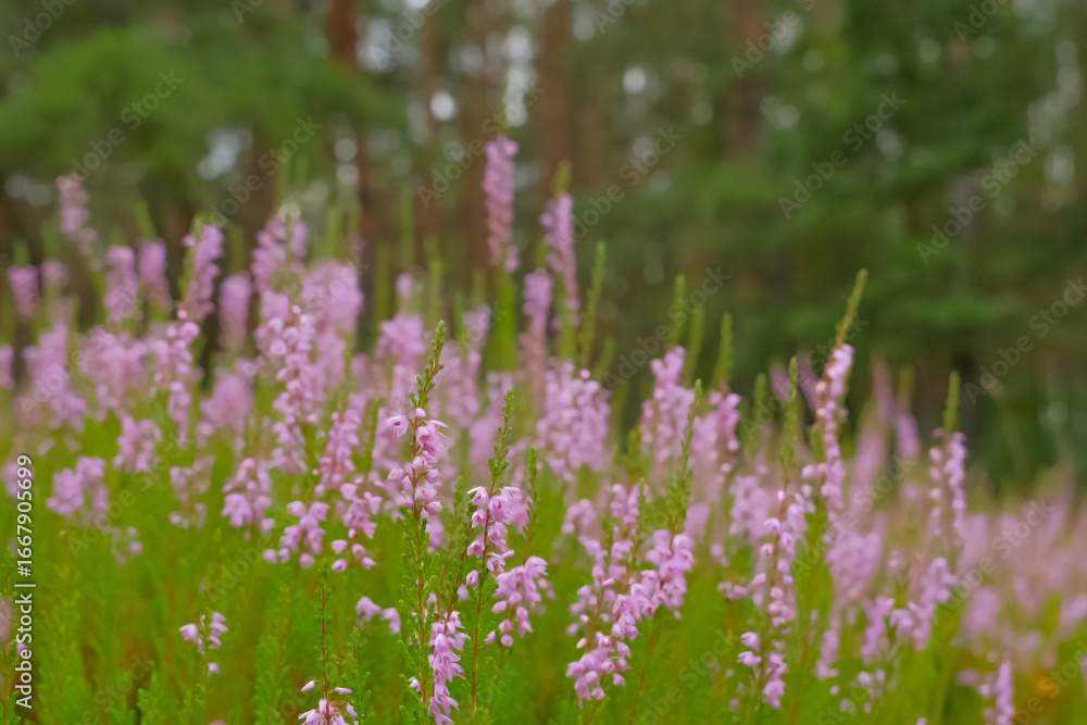 Fototapeta premium Kwitnące wrzosy na leśnym wrzosowisku – symbol września i końca lata w naturalnym krajobrazie