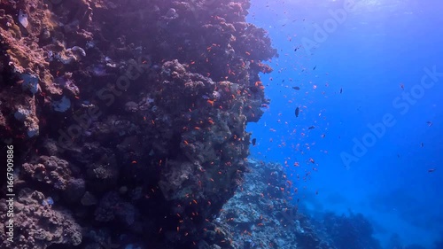 Vivid blue water and surface, colorful coral reef with the swimming fish. Marine life in the ocean. Reef footage. Swimming around the tropical corals, underwater video from scuba diving.