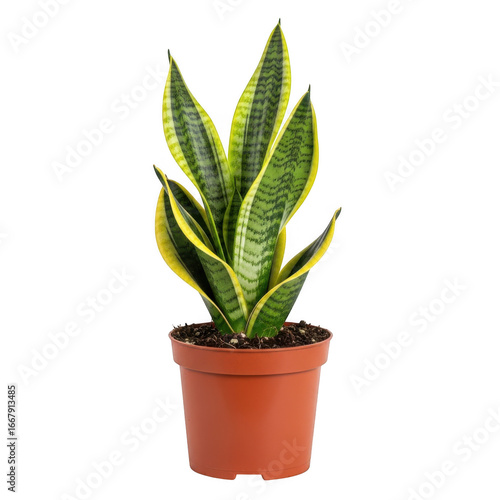 Lush sansevieria trifasciata plant in terracotta pot against a simple backdrop transparent background