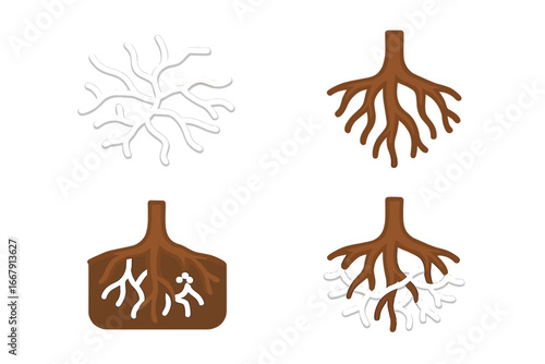 Mycorrhizal network icon set. Symbiotic relationship between fungus and tree roots. Mycelium, hyphae, arbuscule. Biology vector illustration. Forest soil ecosystem concept.