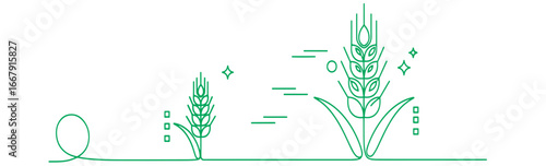 Stages of wheat growth, from seedling to mature ear