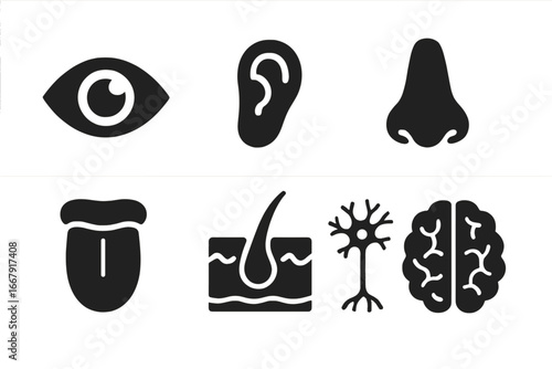 Five senses vector icon set. Solid glyphs of sensory organs: eye, ear, nose, tongue, skin. Human anatomy symbols including brain and neuron for biology and medical design.
