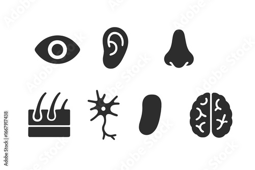 Sensory organs solid glyph icon set. Five human senses pictogram collection. Eye, ear, nose, tongue, skin, neuron, brain. Anatomy, biology, perception vector illustration.