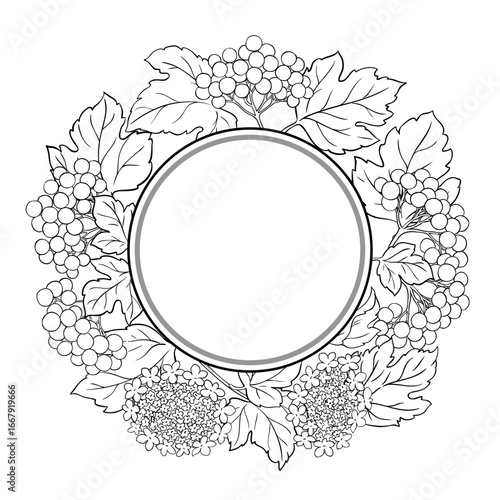 Guelder Rose Branch with Flowers, Berries and Leaves Outline Round Frame. Organic natural nutritional healthy food ingredient, vegetarian diet product. Vector isolated for design or decoration.