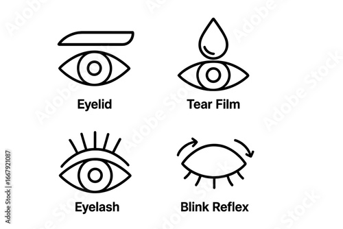 Ocular protection icon set. Eyelid, eyelash, tear film, blink reflex vector icons. Ophthalmology and optometry line symbols. Human eye anatomy and health infographic elements.
