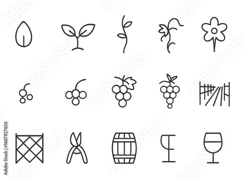 Grapevine Growth Icons. Outline icon set of grapevine growth: grape seed, vine sprout, climbing vine, grape