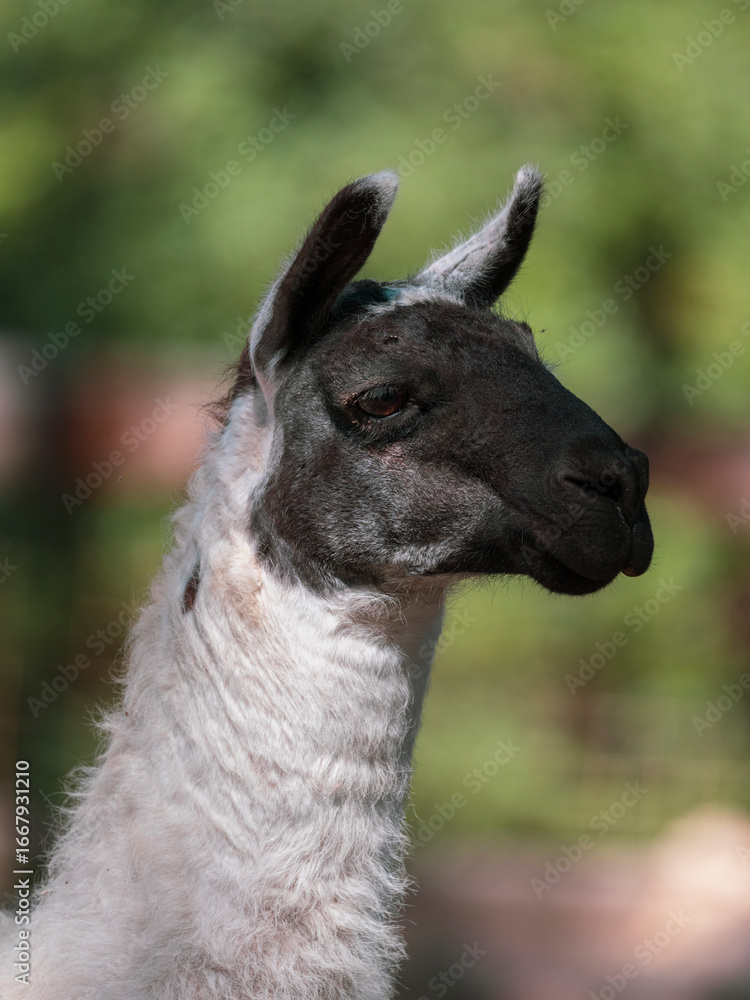 Fototapeta premium beautiful llama on the farm