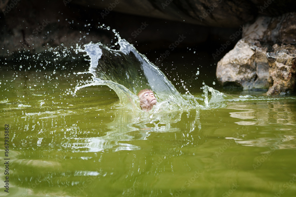 Obraz premium Stop action, Brown monkey or Macaca monkey is enjoy relax play in water to cool off alone. It's drowning and tries to jump out of water surface, only its head is showing, splash in a spray of all wet.
