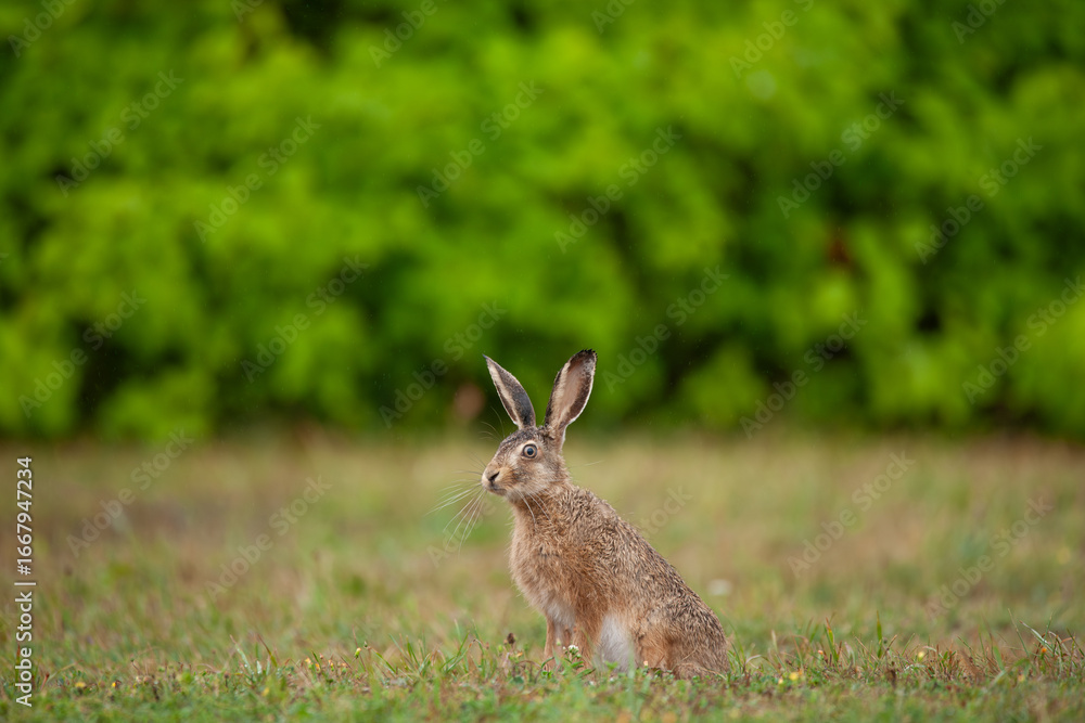 Obraz premium European Brown Hare in Meadow, Lepus europaeus 