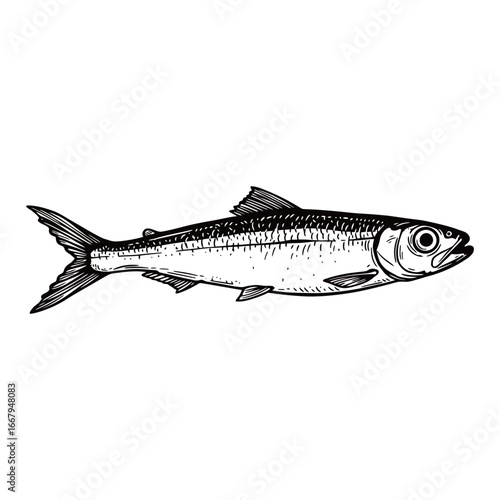 black and white silhouette vector of anchovy with white background
