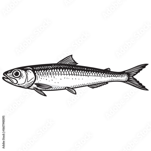 black and white silhouette vector of anchovy with white background