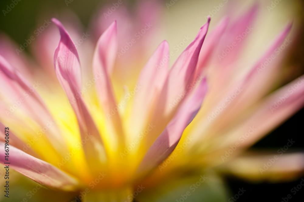 Naklejka premium Beautiful Close-Up of a Pink Water Lily Blossom in Soft Focus