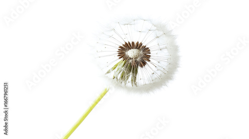 Wallpaper Mural dandelion isolated on transparent background  Torontodigital.ca