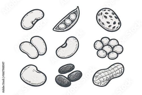 Hand drawn beans and legumes icon set. Vector illustration collection. Sketch of various food like peanut, pea, soybean, chickpea, lentil. Healthy diet protein concept design.