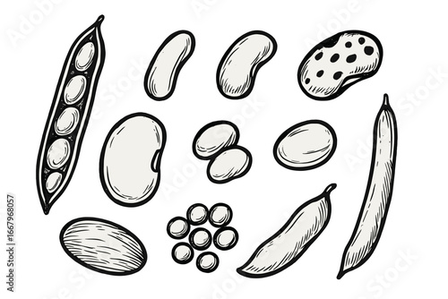 Hand drawn beans and legumes icon set. Vector illustration of various seeds and pods. Healthy food concept for vegetarian, vegan and organic diet. Sketch style agriculture symbols.