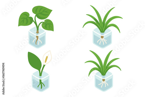 Isometric Plant Propagation Icons Set of Houseplant Cuttings Including Pothos, Spider Plant, Peace Lily, Root Growth, Hydroponic Transparent Vector Illustration