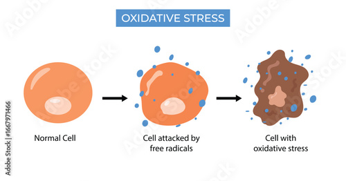 Oxidative Stress Diagram, cell attacked by free radicals illustration