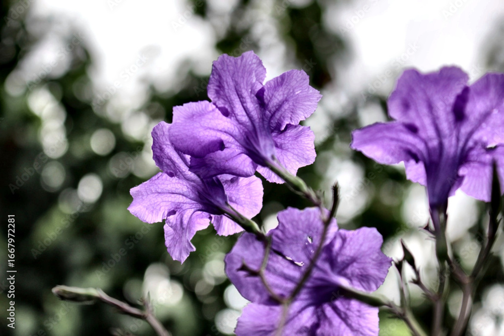 Obraz premium Purple Ruellia simplex flower close-up – ฟ้าประทานพร tropical Mexican petunia with soft bokeh garden botanical photography