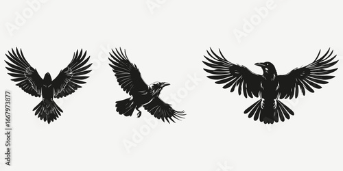 raven crow sketch illustration vector