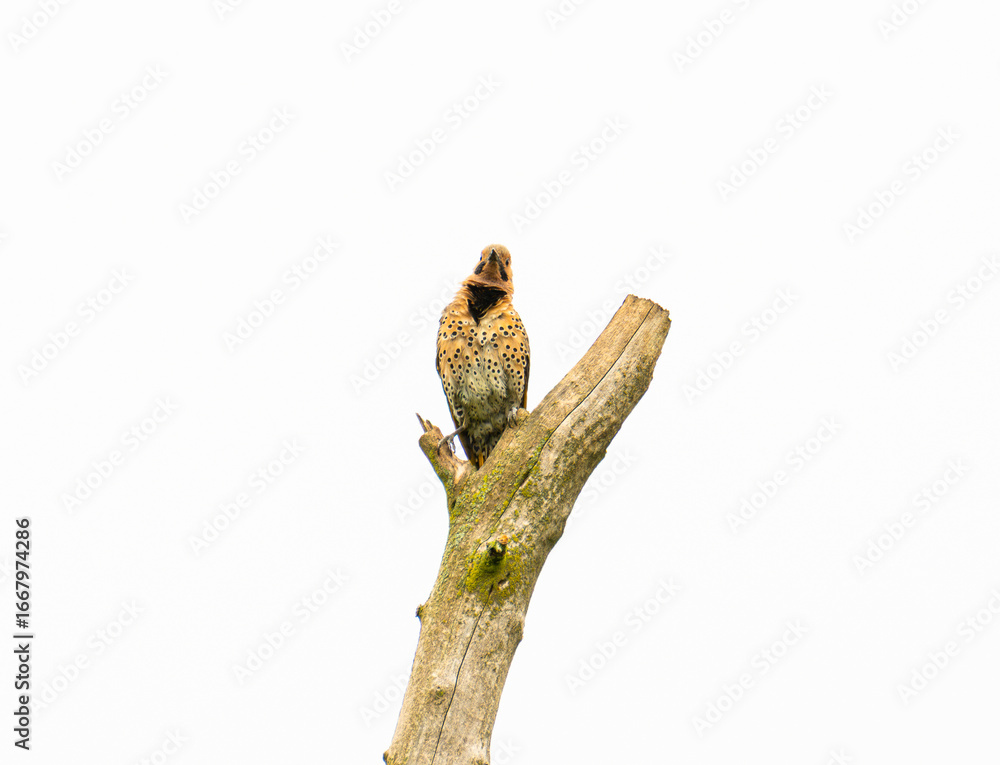 Fototapeta premium Northern Flicker (Colaptes auratus) Looking Out From Tree Branch