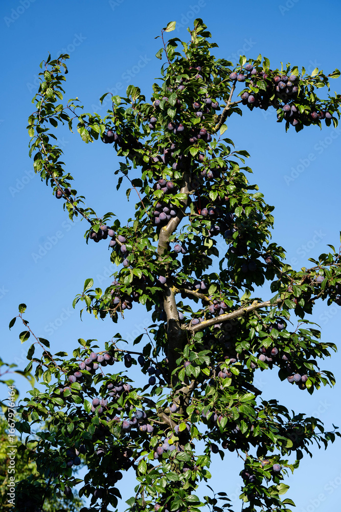 Fototapeta premium Pflaumen prunus domestica im Alten Land bei Hamburg