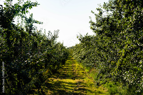 Wallpaper Mural Pflaumen prunus domestica im Alten Land bei Hamburg Torontodigital.ca