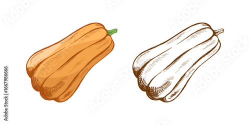 Hand drawn vintage sketch of pumpkin squash with green stem in color and monochrome version isolated vector illustration