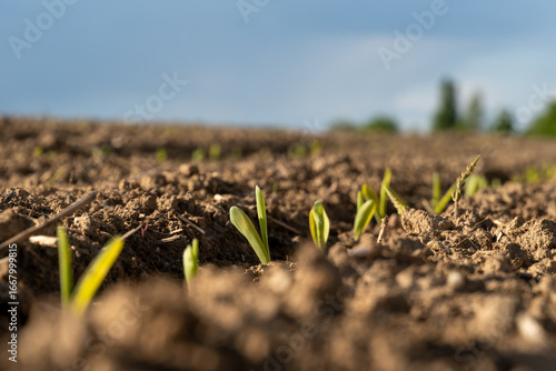 Photos Fresh corn sprouts emerging from fertile soil under a clear sky in a rural farm