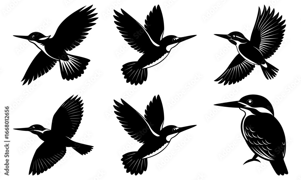 Fototapeta premium Six black and white kingfisher birds in various poses and orientations