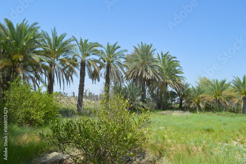 Wallpaper Mural palm trees on a tropical outdoor farm nature garden blue sky dates plant Torontodigital.ca