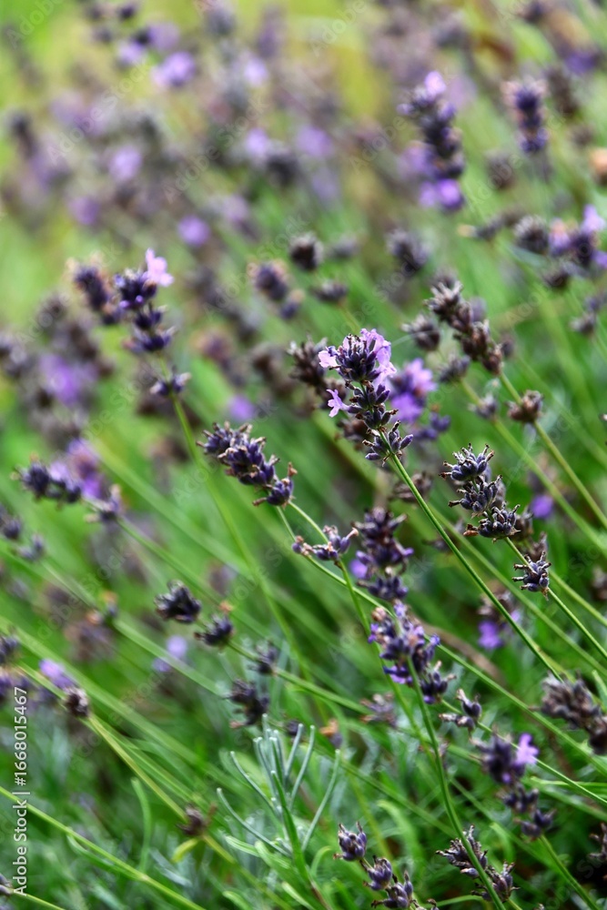 Obraz premium Close-up view of vibrant lavender flowers blooming in a field.