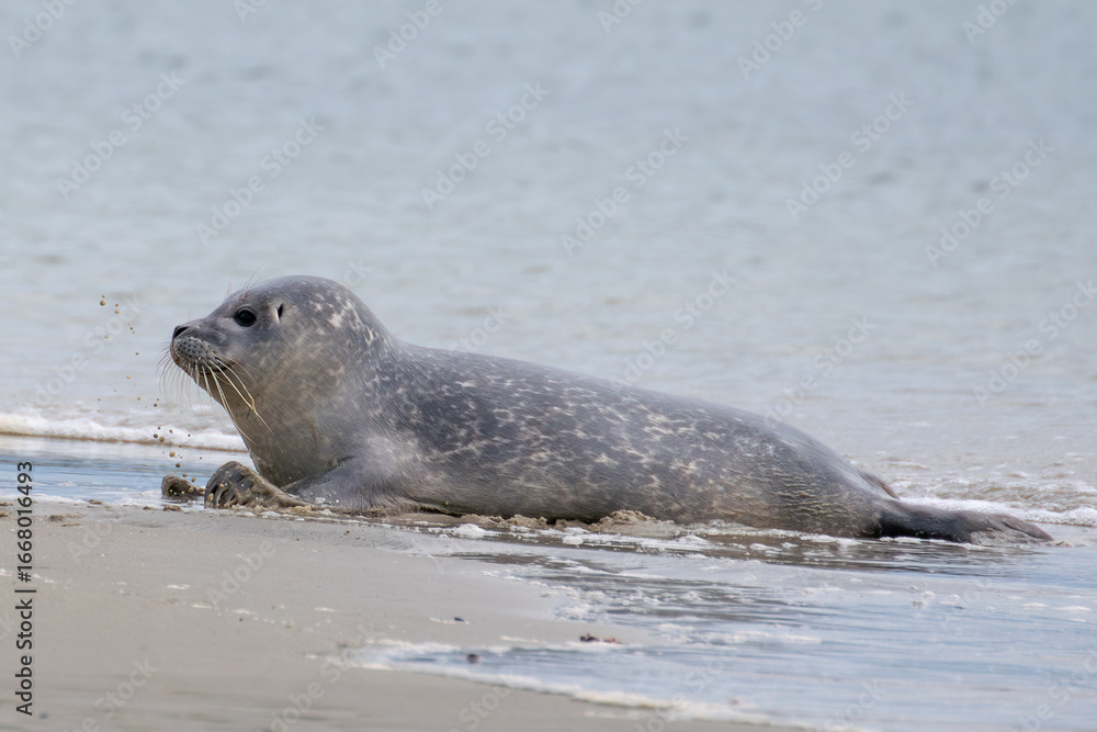 Obraz premium Seal resting on the beach in The Netherlands