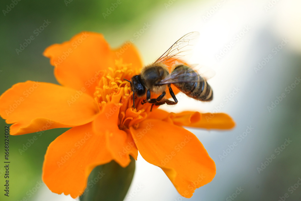 Naklejka premium Bee on a marigold flower, close-up, macro