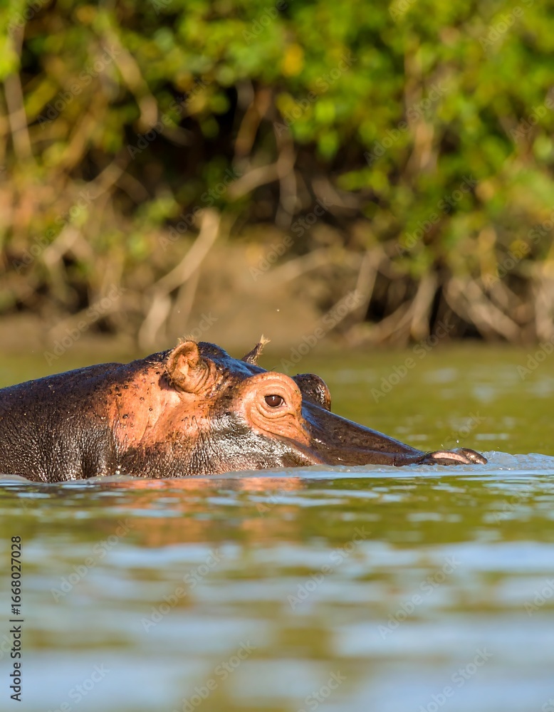 Fototapeta premium Hippopotamus head, river, African habitat