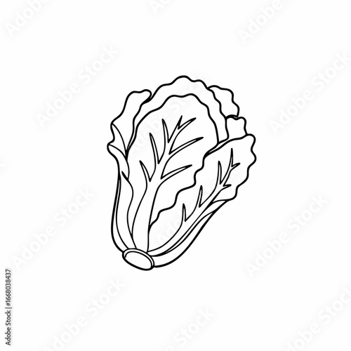 Detailed Outline of a Fresh Napa Cabbage Head with Prominent Veins