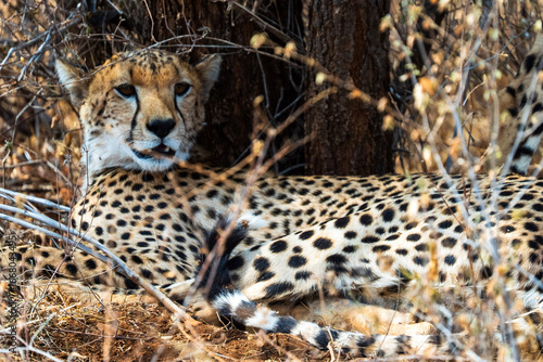 Canvas Print Cheetah resting in the shade under a tree in the African savannah, blending with the dry branches