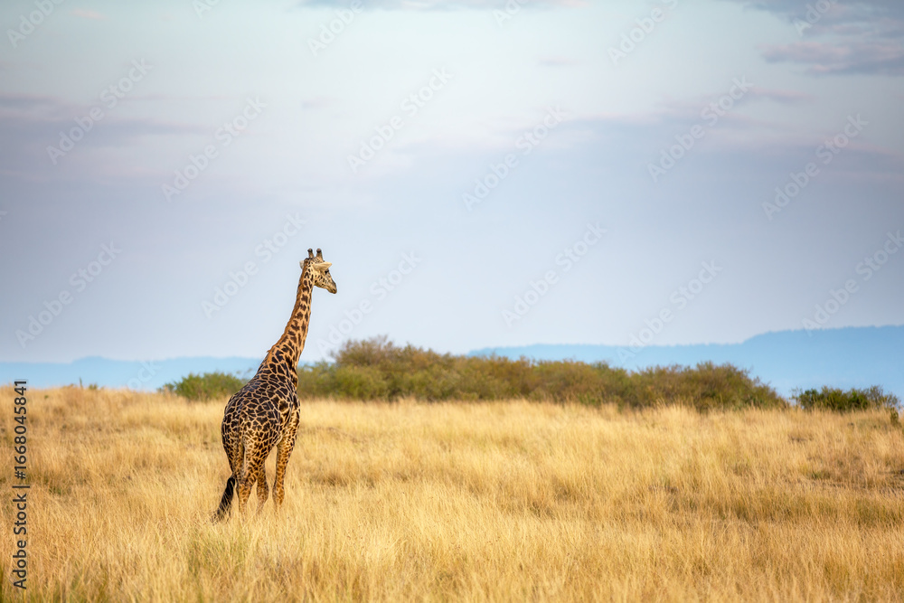 Obraz premium Adult Masai giraffe, Giraffa camelopardalis tippelskirchii, in the grass of the Masai Mara. Early morning light. This is an endangered subspecies indigenous to central and southern Kenya.