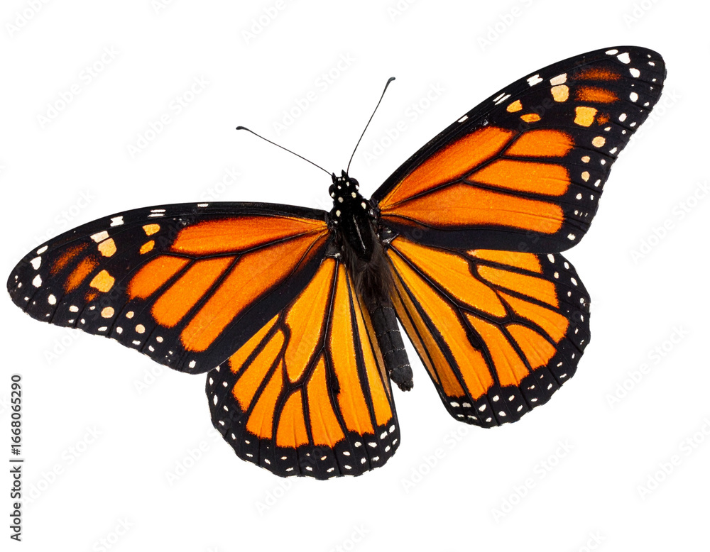Fototapeta premium Angled Flight Pose of Monarch Butterfly with Soft Shadows, Isolated on Transparent Background