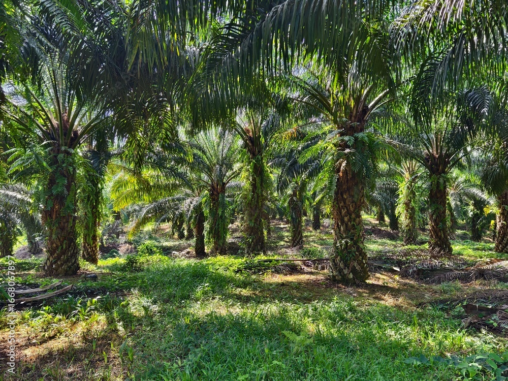 Obraz premium oil palm plantation in the morning