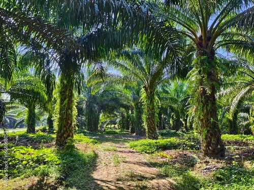oil palm plantation in the morning