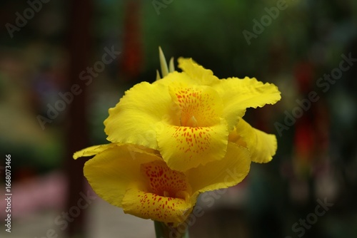 Bright Yellow Canna Lily Flower Blooming in Garden with Vibrant Green Leaves