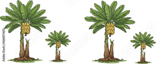 Banana trees with bunches, tropical fruit plants, green leaves, natural landscape, banana plant illustration, isolated on white, vector art, nature drawing