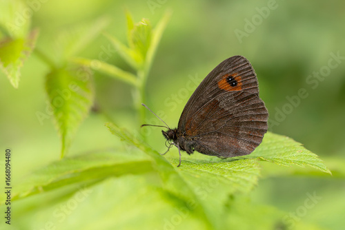 The Scotch argus ( Erebia aethiops ). A brown butterfly sits on a green leaf.