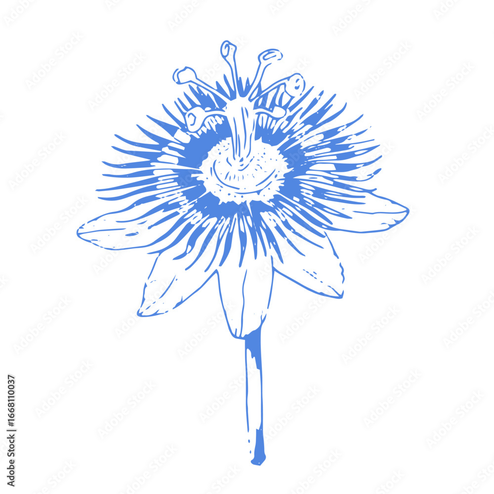 Obraz premium Passionflower blossom vector illustration in blue line art style. Exotic flower hand-drawn and isolated on white background. Ideal for botanical design, textiles, and packaging.