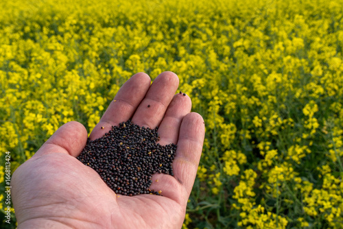 Valokuva Hand holding rapeseed grains in front of a vibrant yellow field of blooming plan