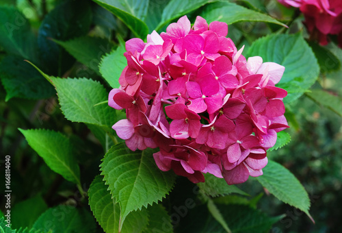 Bright hydrangea blooming