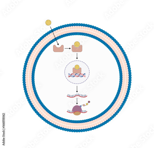 Steroid hormones mechanism of action. Steroids Bind to an intracellular receptor. Hormone-receptor complex activate gene transcription in the nucleus, followed by protein synthesis. Vector diagram.	