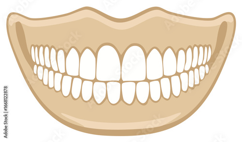 White healthy human teeth and gums vector illustration depicting perfect dental health and care