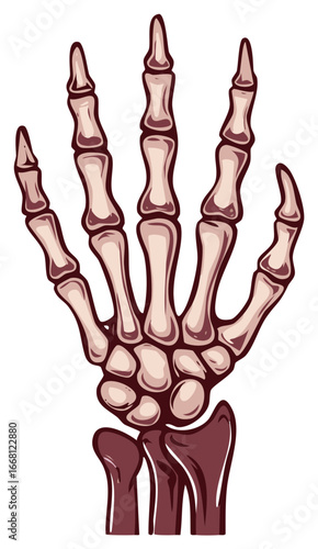 Cartoon Skeleton Hand with Fingers and Wrist Bones Anatomy Vector Illustration
